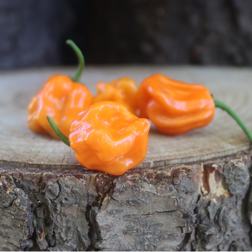 7 Pot Orange Peppers / Chillis