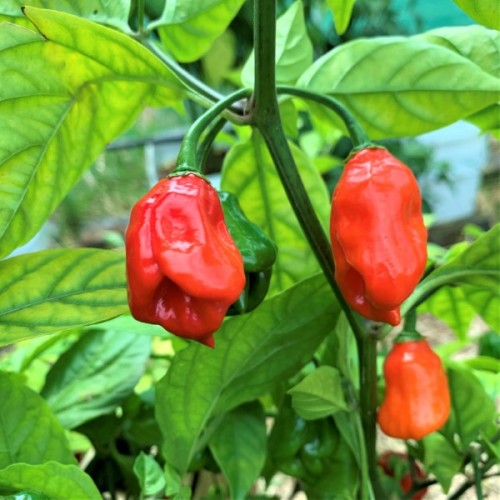 7 Pot Red