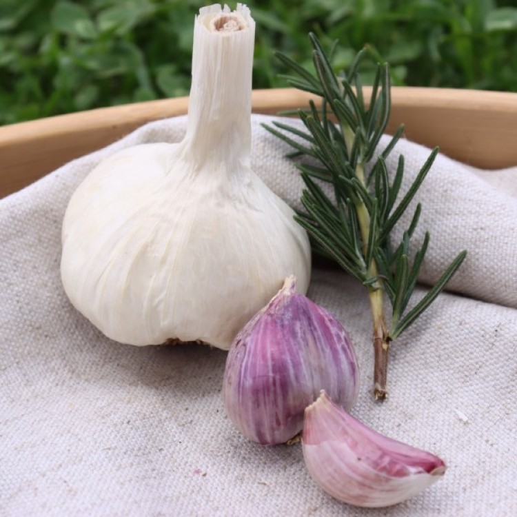 Heirloom Garlic Ajo Roja 