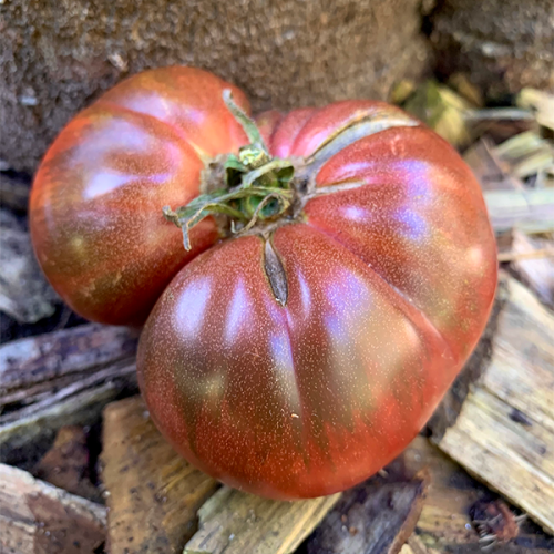 Amazon Chocolate Tomato