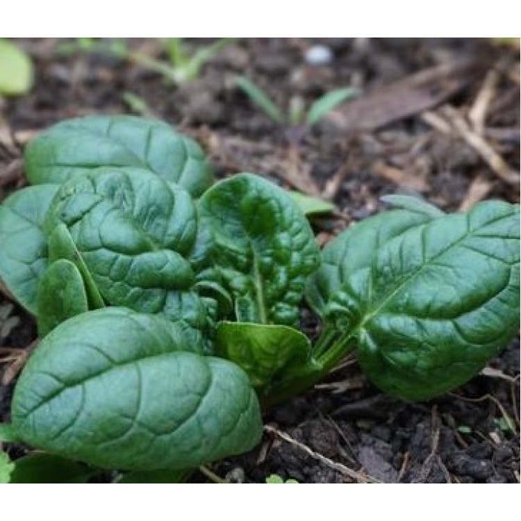 Spinach America Vegetable Seeds