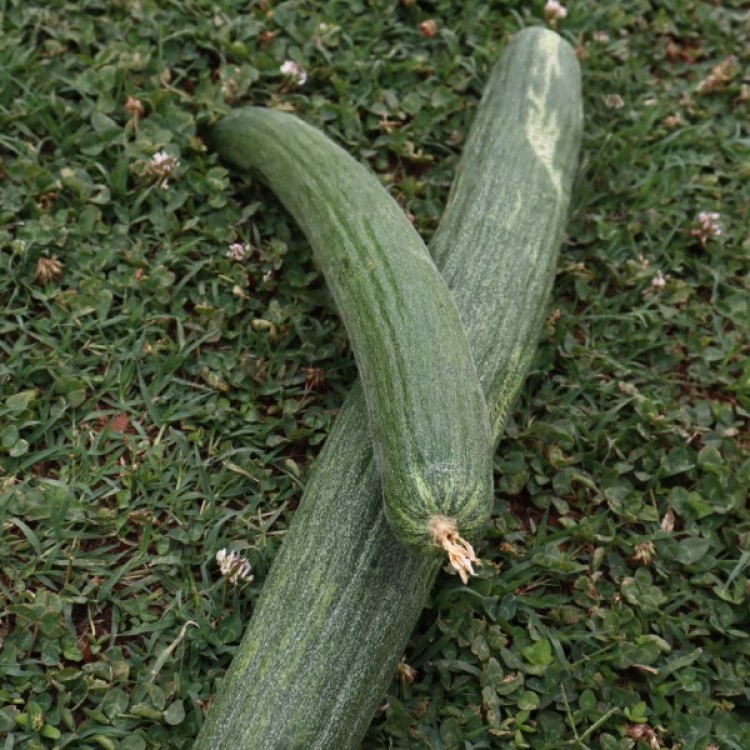 Armenian Dark Green Cucumber