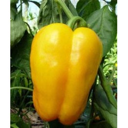 Asti Yellow Sweet Pepper