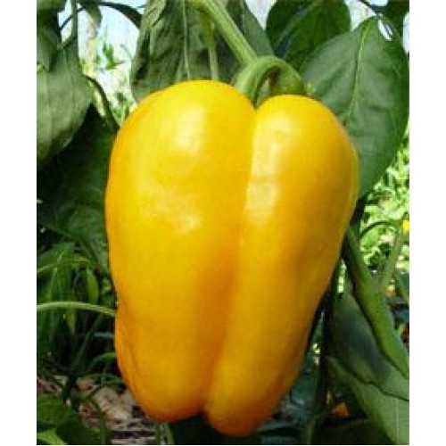 Asti Yellow Sweet Pepper Vegetable Seeds