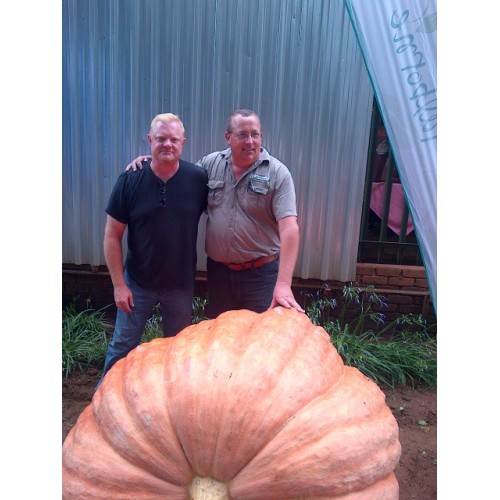 Giant Pumpkin Competition Commercial Seed Vegetable Seeds