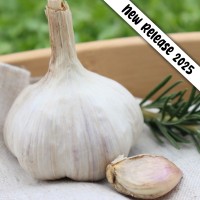 Heirloom Garlic Bangkok