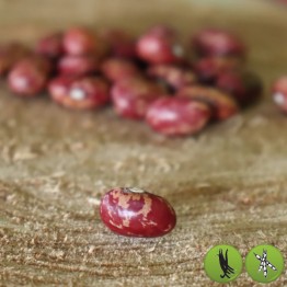 Borlotti Beans