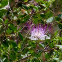 Caper Bush