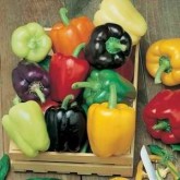 Sweet Peppers Sweet Peppers