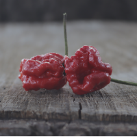 Carolina Reaper