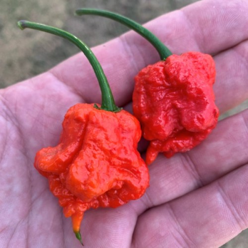 Carolina Reaper