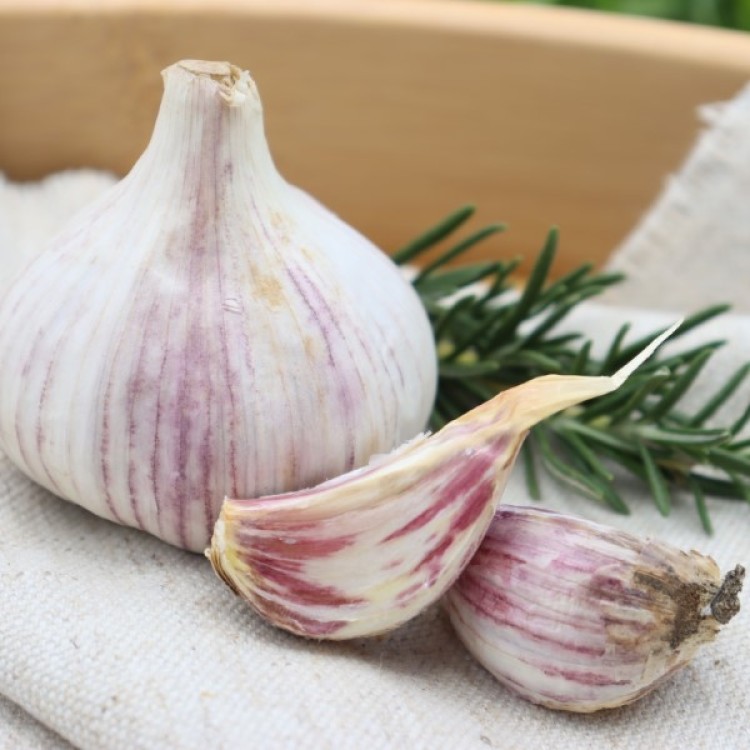 Heirloom Garlic Chesnok Red