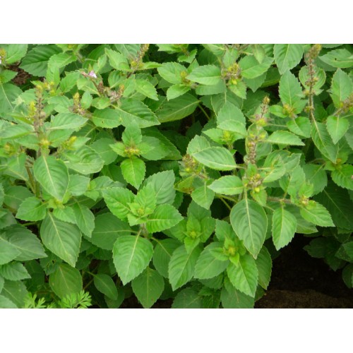 Clove Scented Basil Herb Seed