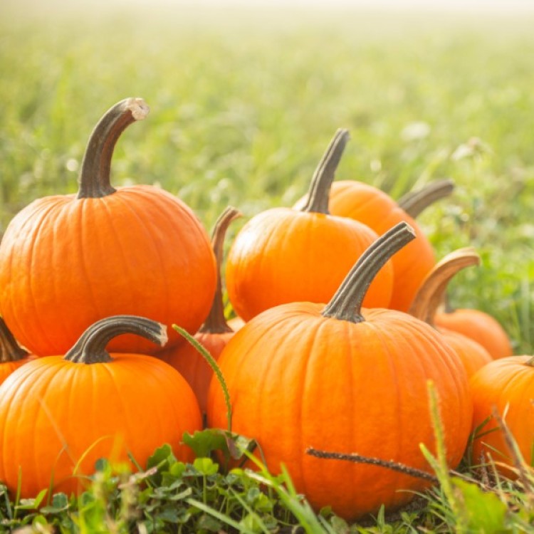 Connecticut Field Pumpkin