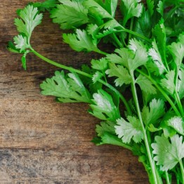 Coriander, Santo Slow Bolt