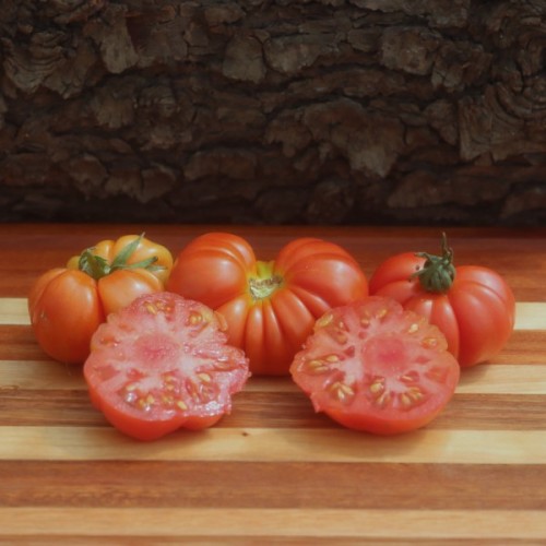 Costoluto Florentino Tomato