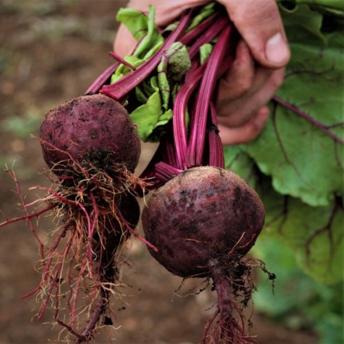Crosby Egyptian Beetroot
