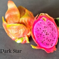 Dark Star Dragon Fruit