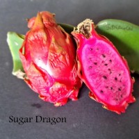 Sugar Dragon - Dragon Fruit