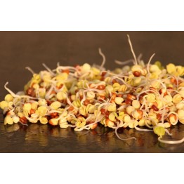 Daikon Radish 200 gr Sprout & Microgreen Seed