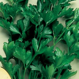 Dark Green Italian Parsley Herb Seed