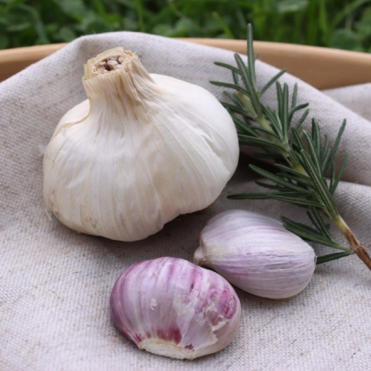 Heirloom Garlic Donostia Red