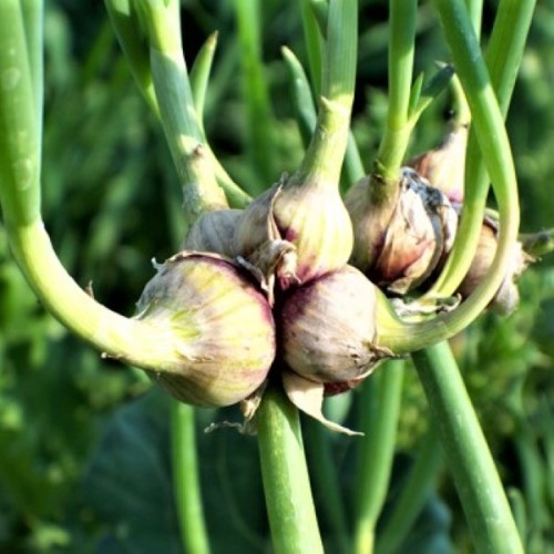 Egyptian Walking Onions egyptian-walking-onions