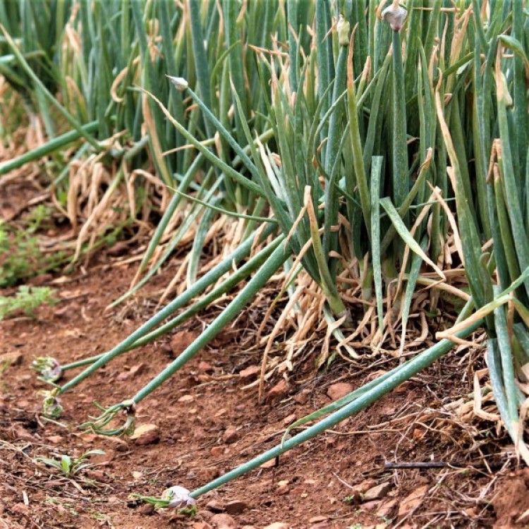 Egyptian Walking Onions