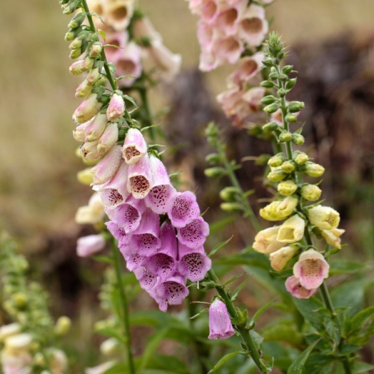 Foxglove - Dwarf Foxy Mix