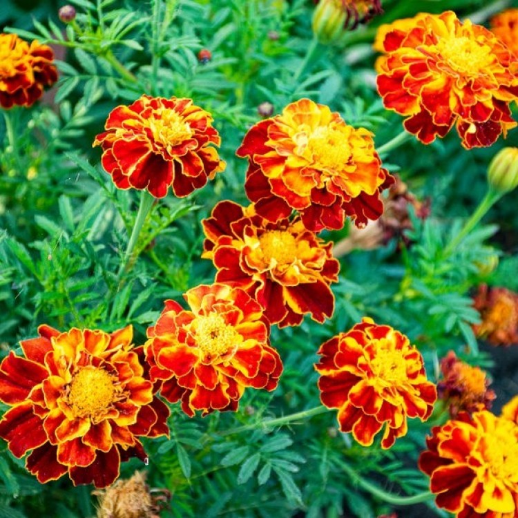 French Marigold