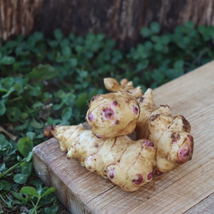 French White Mammoth Artichoke