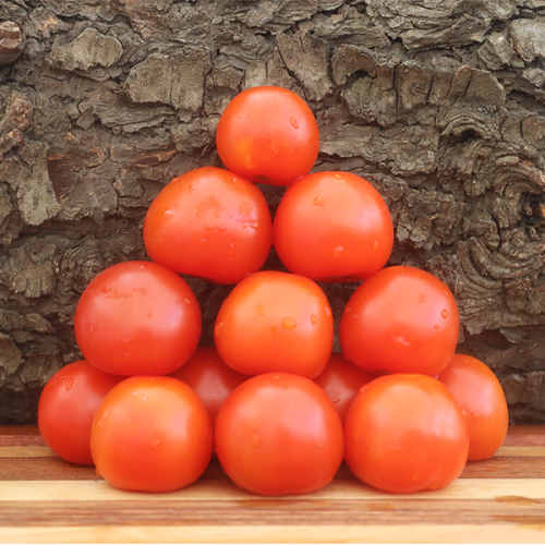 Gardener's Delight Tomato