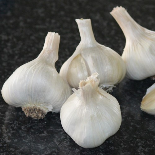Heirloom Garlic Gaya's Joy Garlic