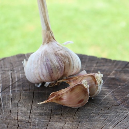 Heirloom Garlic Gaya's Joy
