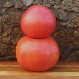 Giant Italian Tomato