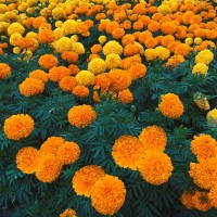 Marigold Giant Mixed