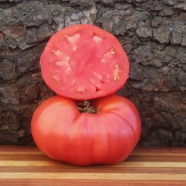 Giant Syrian Tomato