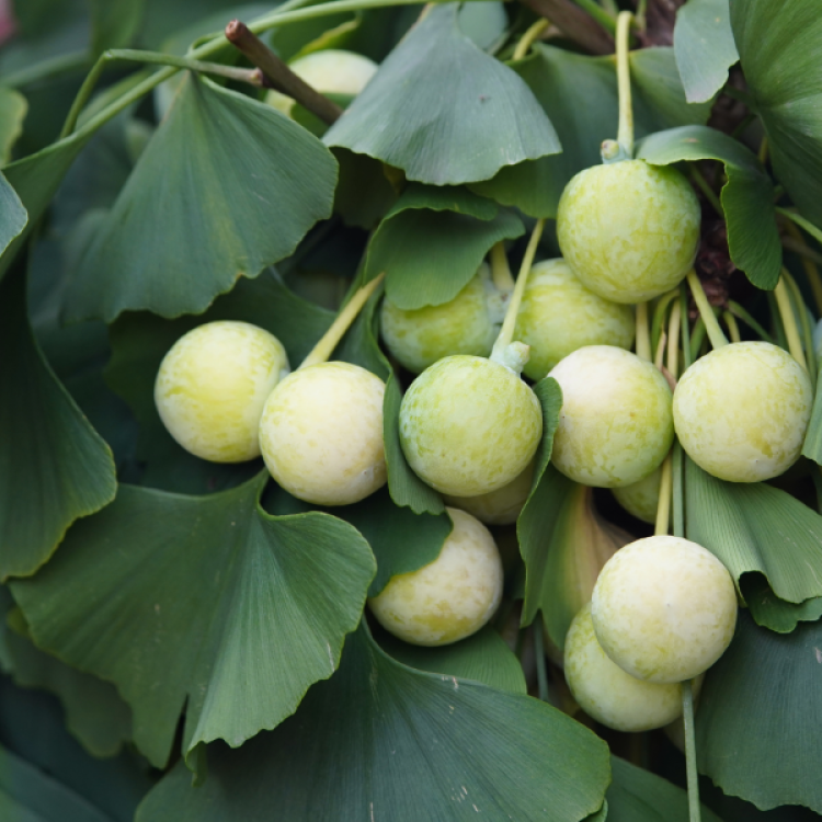 Ginkgo Biloba