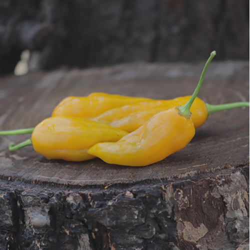 Golden Canary  Mild Peppers