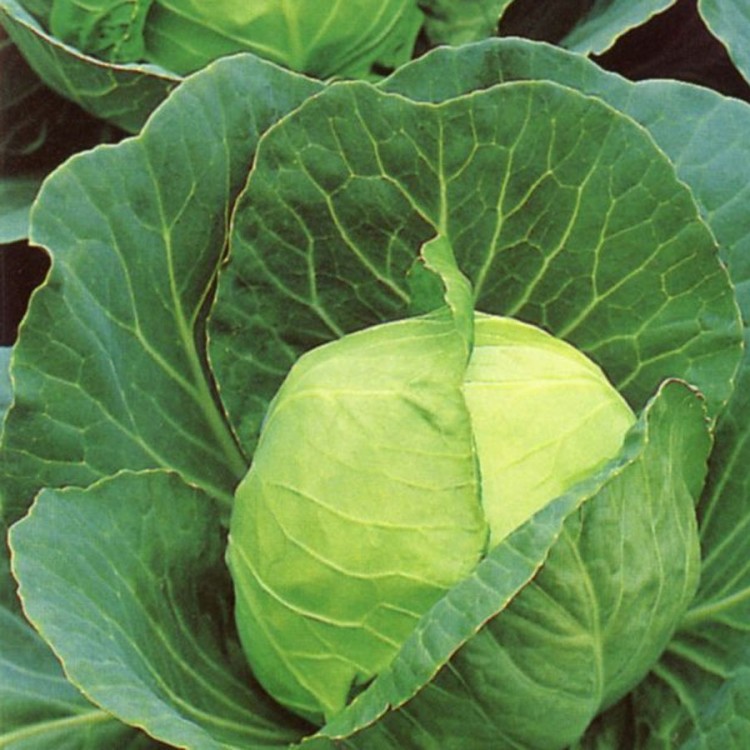 Golden Acre Cabbage 