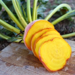 Golden Globe Beetroot