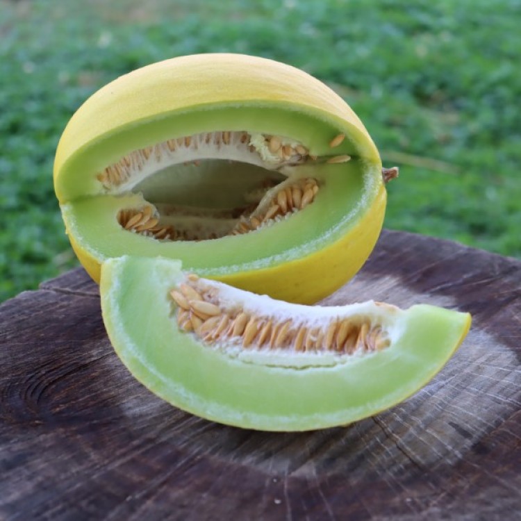 Golden Honeymoon Melon