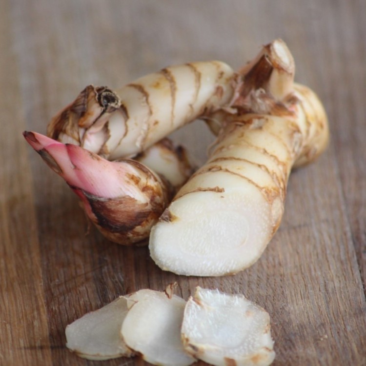 Greater Galangal