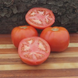 Greek Domata Tomato