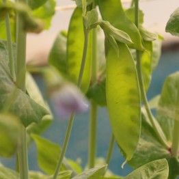 Green Beauty Pea