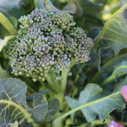 Green Sprouting Broccoli