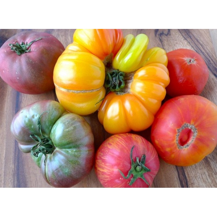Giant Tomato Combo - Petite