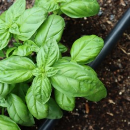 Basil, Italian Large Leaf