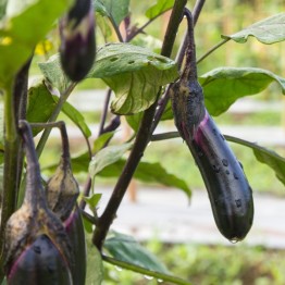 Japanese Pickling Brinjal