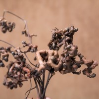 Japanese Raisin Tree